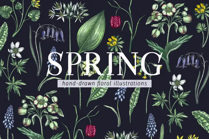 Hand-drawn Spring Flowers Sketches. Vector Wildflower Illustrations